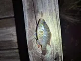 Warmouth, photographed in Louisiana