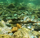 Pacific Lamprey, photographed in California