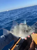 Gray Triggerfish, photographed in Florida