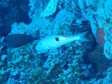 Blackspot Goatfish, photographed in Sanma