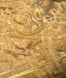 Longfin Dace, photographed in Arizona
