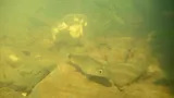 River Cardinalfish, photographed in Queensland