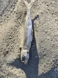 Mountain Whitefish, photographed in British Columbia