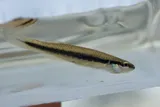 Blackstripe Topminnow, photographed in Texas