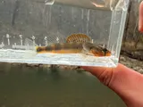 Gilt Darter, photographed in Kentucky