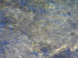 Sailfin Molly, photographed in Florida