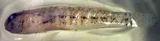 Rockcut Goby, photographed in Florida
