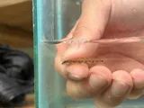 Glassy Darter, photographed in Virginia