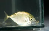 Crevalle Jack, photographed in New York