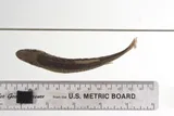 Bonytail Chub, photographed in Arizona