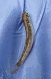 Chum Salmon, photographed in British Columbia
