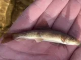 Desert Sucker, photographed in Utah