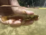 Mountain Madtom, photographed in Ohio