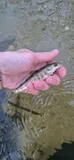 Atlantic Salmon, photographed in England