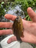 Mud Sunfish, photographed in Georgia