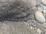 Akupa Sleeper, photographed in Hawaii