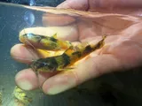 Frecklebelly Madtom, photographed in Mississippi
