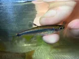 Sailfin Shiner, photographed in Alabama