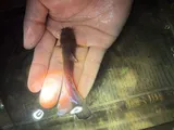 Speckled Madtom, photographed in Alabama