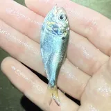 Gulf Menhaden, photographed in Texas
