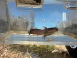 Tadpole Madtom, photographed in North Carolina