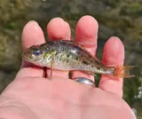Ruffe, photographed in Diekirch