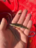 Blackside Darter, photographed in Ohio