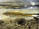 Waccamaw Killifish, photographed in North Carolina