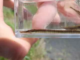 Northern Pipefish, photographed in New Jersey