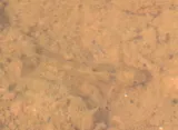 Black-spot Barb, photographed in Kerala
