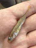 Ninespine Stickleback, photographed in Hovedstaden