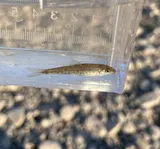 Gravel Chub, photographed in Ohio