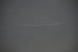 Redfin Needlefish, photographed in Florida