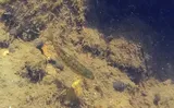 Leopard Dace, photographed in Oregon