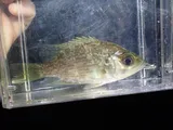 Roanoke Bass, photographed in North Carolina