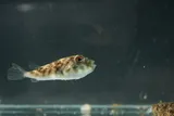 Northern Puffer, photographed in New York