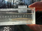 Silver Shiner, photographed in Ohio