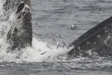Californian Anchoveta, photographed in California