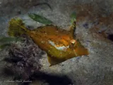Fringed Filefish, photographed in Florida