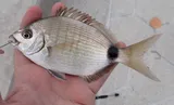 Spottail Pinfish, photographed in Florida