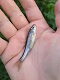Brassy Minnow, photographed in Ontario