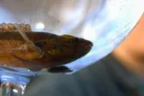 Fringed Darter, photographed in Tennessee