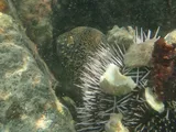 Painted Moray, photographed in Dhofar