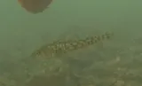 Atlantic Tomcod, photographed in Massachusetts
