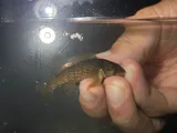 Yoke Darter, photographed in Arkansas