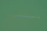 Redfin Needlefish, photographed in Florida