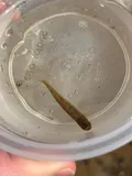 Banded Topminnow, photographed in Florida