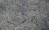 California Killifish, photographed in California