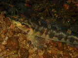 Halloween Darter, photographed in Georgia