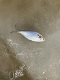 American Gizzard Shad, photographed in Ohio